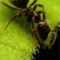 Genetische Vielfalt schützt